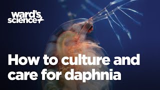 Caring and Culturing for Daphnia [upl. by Tadeas]