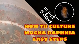 How to Culture Magna Daphnia Easily [upl. by Brigida]