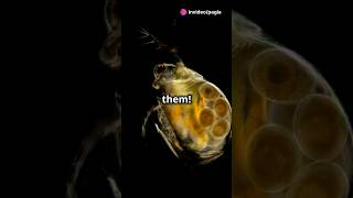 How to culture Daphnia for your Aquarium [upl. by Ilrebma]