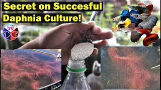 How to Culture Daphnia Successfully [upl. by Anhcar45]