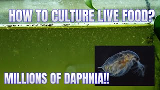 How to Culture Daphnia Secret Method to Breed MILLIONS  Simply Aquatic [upl. by Laemaj]