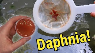 How I Culture Daphnia In Outdoor Tubs [upl. by Yztim]