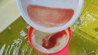 How to culture daphnia  Daphnia culture  How to grow daphnia outdoor [upl. by Aiel240]