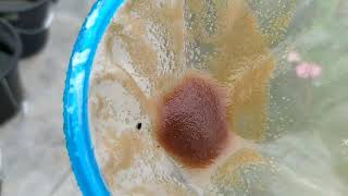 How to culture daphnia moina in a small container Part 1 English Subtitle [upl. by Komsa28]