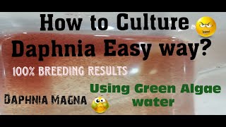 Daphnia MagnaHow to Culture Daphnia Easy wayCulturing Daphnia using Green water Daphnia [upl. by Cock209]