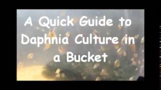 How to culture daphnia outside [upl. by Merry]