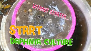 How to culture daphnia moina the easy way 1  Starting the Daphnia culture [upl. by Moulton]