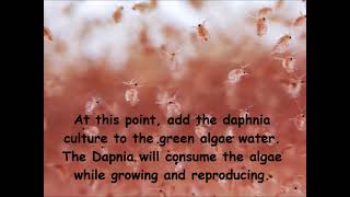 Daphnia  How to grow daphnia in your home [upl. by Thema]