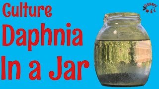 How to Culture Daphnia in a Jar [upl. by Fasto410]