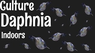 How to Culture Daphnia [upl. by Nonnaer]