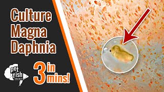 How to culture DAPHNIA MAGNA  The easy way [upl. by Fleeman]