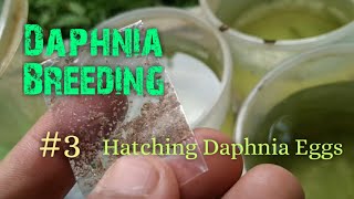 Daphnia Culture made simple and easy 3  Hatching Daphnia eggs [upl. by Loraine]