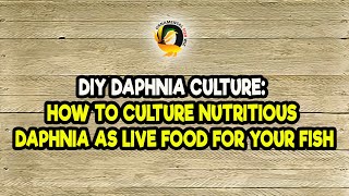 DIY Daphnia Culture How to Culture Nutritious Daphnia as Live Food for Your Fish [upl. by Kavita]