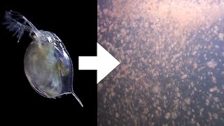 How I Culture Daphnia [upl. by Llehcal964]