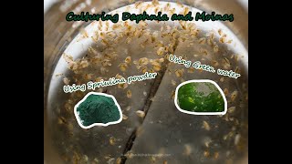 How To Culture Daphnia and Moinas using Green Water Spirulina powder [upl. by Magdalena]