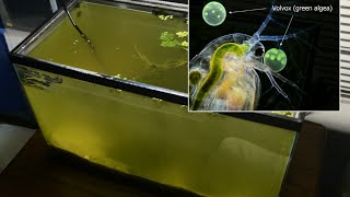 Raising Daphnia for the Freshwater Aquarium [upl. by Macpherson]