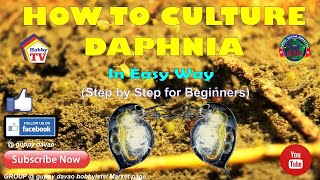 HOW TO CULTURE DAPHNIA In Easy Way [upl. by Retsof102]